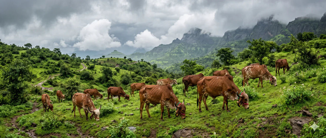 The Ground Beneath Our Feet: Why Saving Our Soil is Saving Ourselves