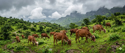 The Ground Beneath Our Feet: Why Saving Our Soil is Saving Ourselves