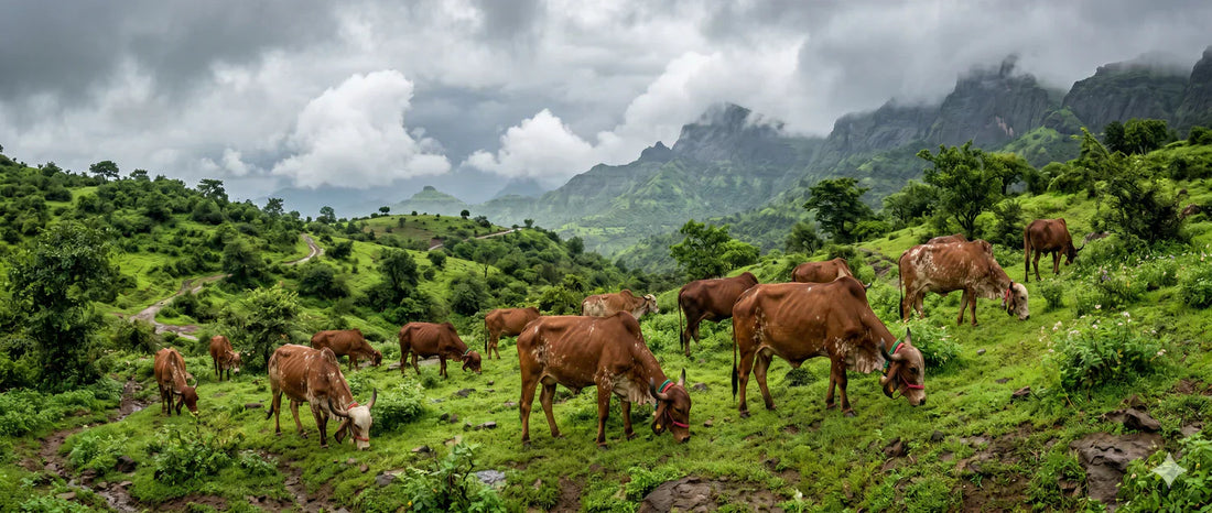 Why is Pure A2 Gir Cow Ghee More Expensive? The Real Cost of Liquid Gold