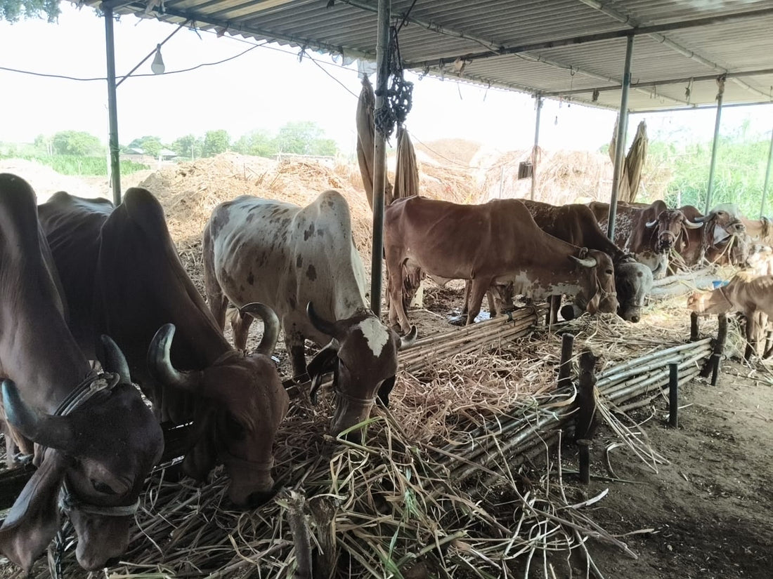 How to Identify 100% Pure A2 Gir Cow Ghee (5 Tests You Can Do at Home)