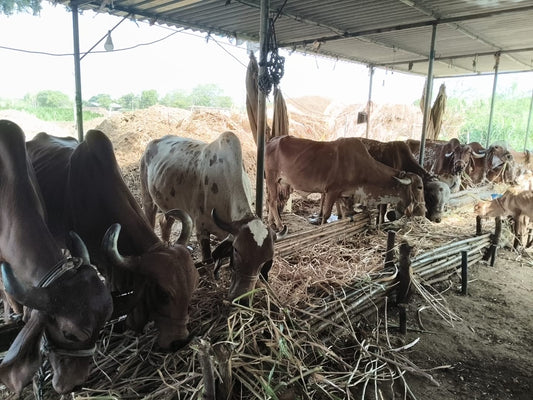 How to Identify 100% Pure A2 Gir Cow Ghee (5 Tests You Can Do at Home)